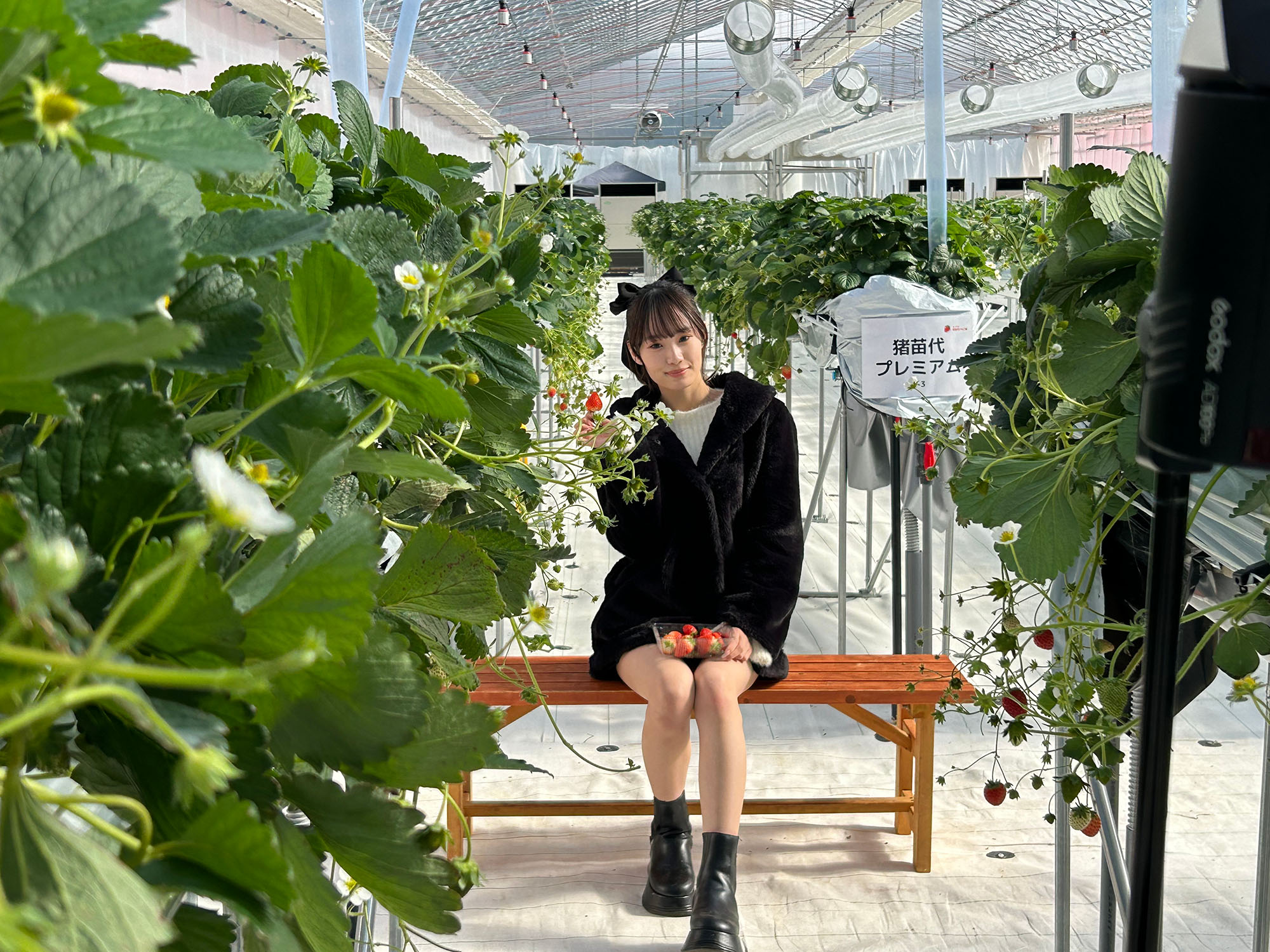 Fukushima Bishojo Zukan's Sakura Ueno Holds Photoshoot At Inawashiro Strawberry Farm