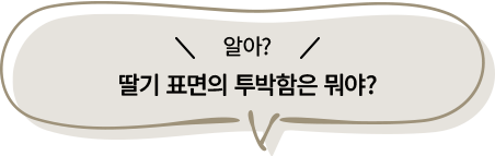 딸기 표면의 투박함은 뭐야?