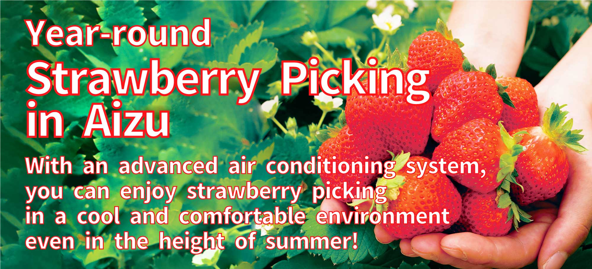 Year-round strawberry picking at Michi-no-Eki-Mae Inawashiro Strawberry Farm