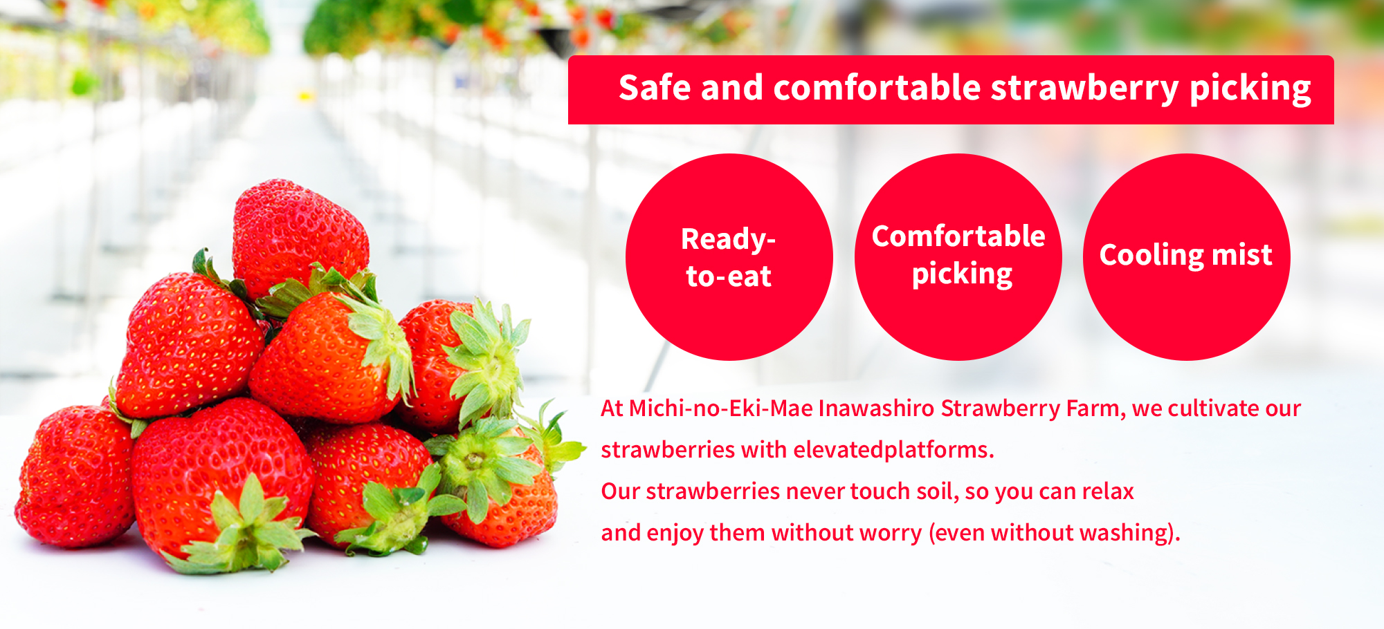 Safe and comfortable strawberry picking at Michi-no-Eki-Mae Inawashiro Strawberry Farm